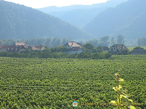 An electric train took us around the vineyard into Dürnstein 