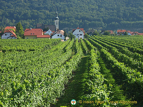 Grüner Veltliner is the most prominent white variety followed by Gemischter Satz 