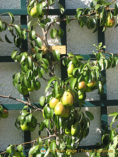 Pear tree in Mondsee