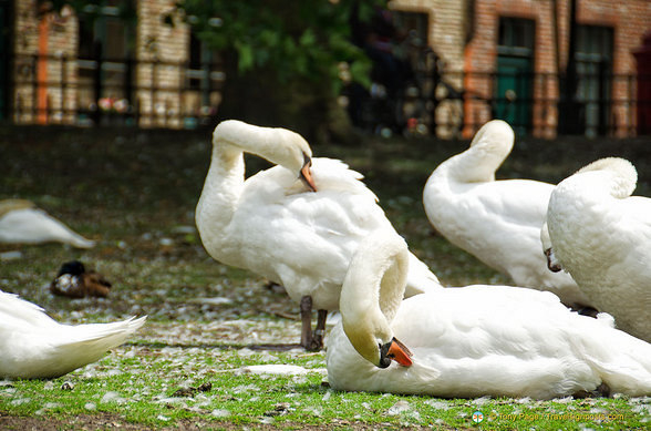 Very huge white swans by the canal