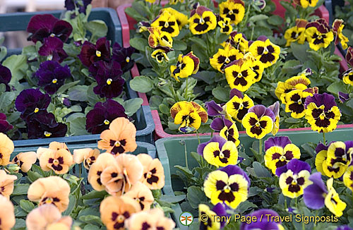 Flowers for sale in Dolac market