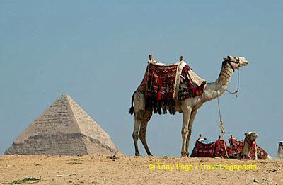 The Lone Camel.

[The Giza Plateau - The Great Pyramids - Egypt]