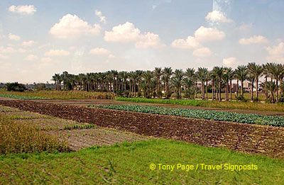 Farmland around Mit Rahina village - Memphis
[Mit Rahina village - Memphis - Egypt]