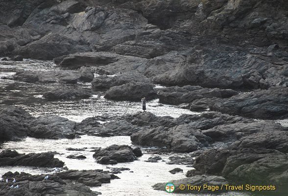 Lizard Point landscape