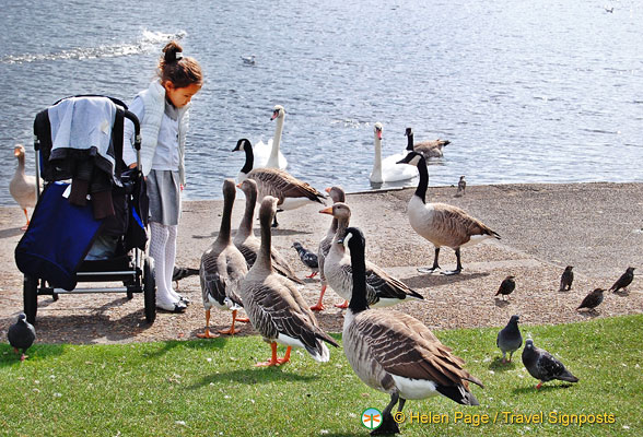 Cornered by the birds