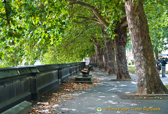 A nice tree-lined pavement