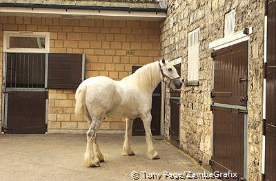 This beautiful Shire horse helps with daily beer deliveries - Tadcaster [Yorkshire - England]