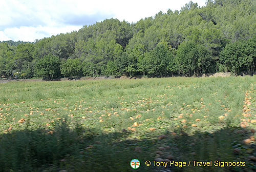 Cavaillon and Luberon, France