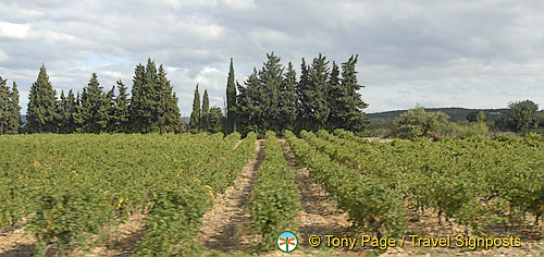 Wine-tasting, Chateauneuf du Pape, Provence, France