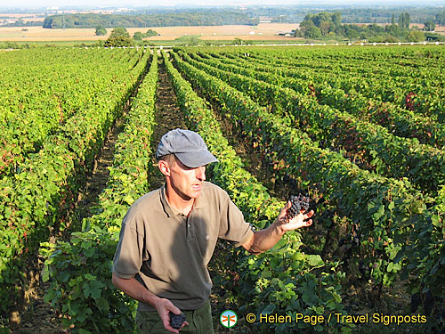 Wine-tasting, Fixin, Cote d'Or, France