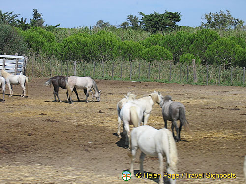 Stes Maries-de-la-Mer, Camargue, France