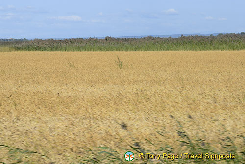 The Camargue - Provence, France