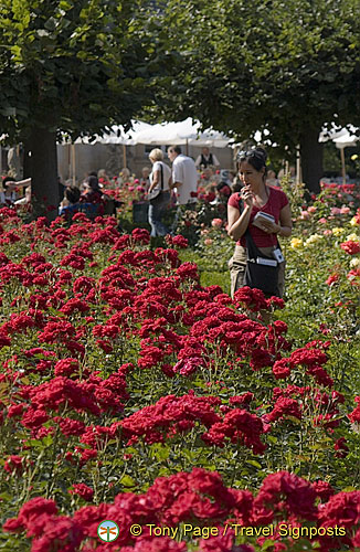 Me admiring the rose garden at Bamberg Neue Residenz