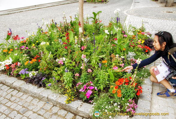 Summer blooms in Deggendorf