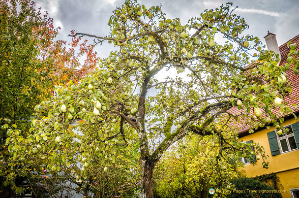 A fruit bearing pear tree