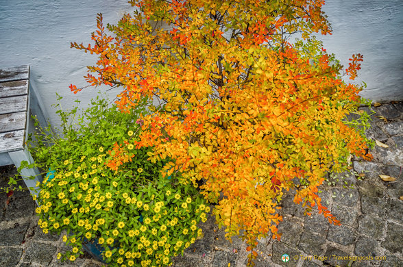 Fall colours in Füssen