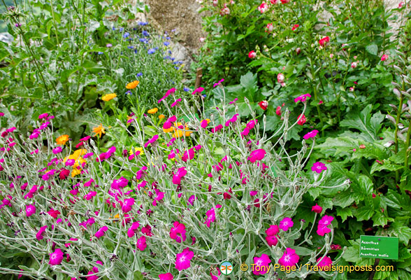 Marksburg Castle medieval herb garden