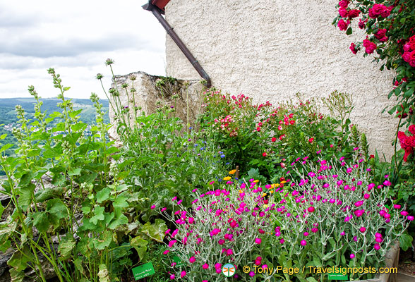 Some Marksburg Castle garden plants are poisonous or used by witches