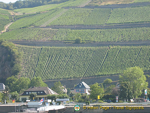 Assmannshausen, a famous red wine village