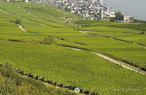 [Rudesheim - Rhine River Cruise - Germany]