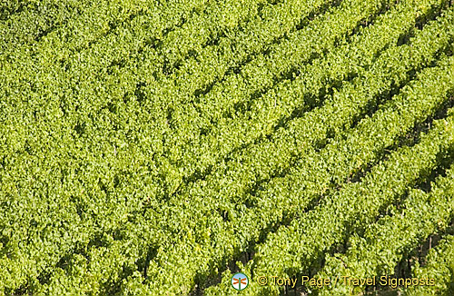 Vineyards of Rudesheim[Rudesheim - Rhine River Cruise - Germany]