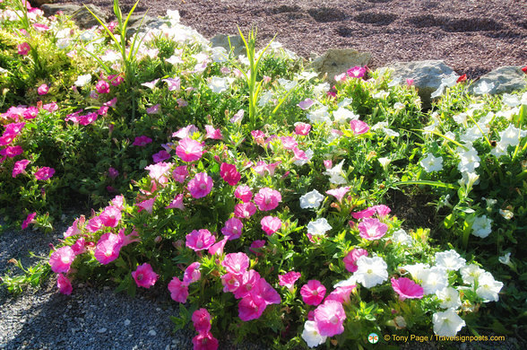 Beautiful petunias