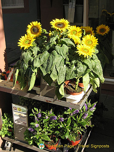 Beautiful sunflowers