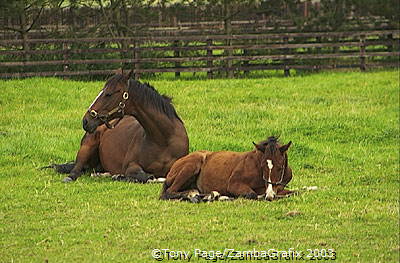 In 1900 Col. William Hall-Walker purchased a farm at Tully, Kildare 