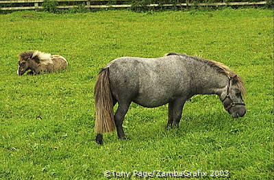 Some described his policies on breeding and management as 'inspired' or 'eccentric' 