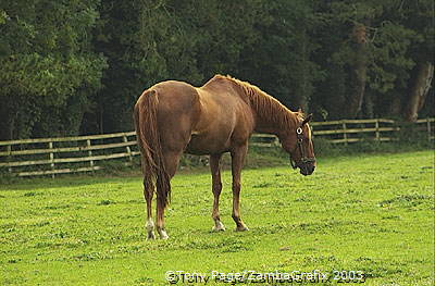 Tully continued as the British National Stud until 1943