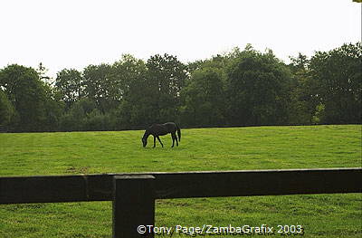 The National Stud