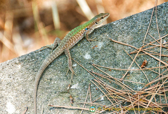 A lizard enjoying the sun