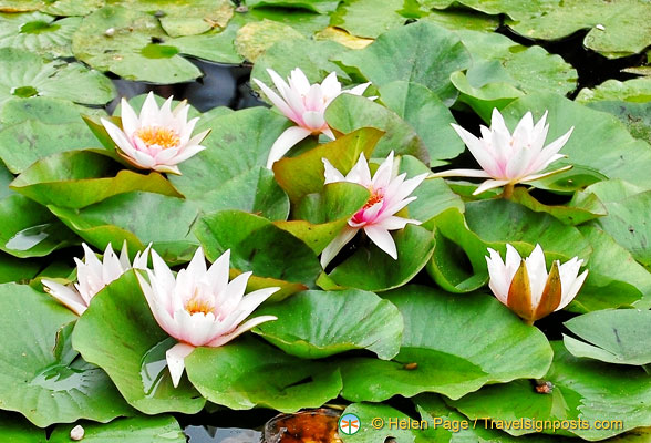 Isola Bella Garden water lilies