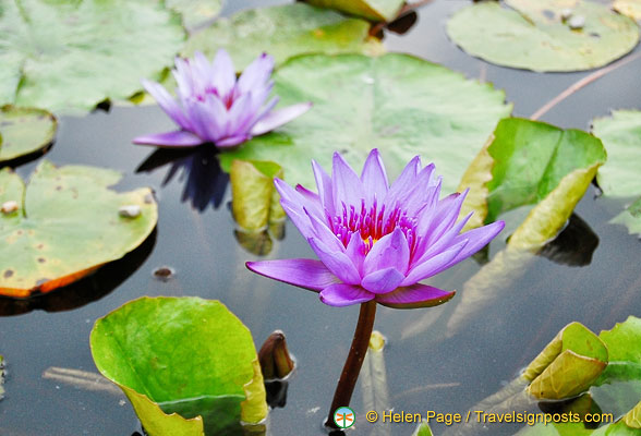 Isola Bella Garden water lilies