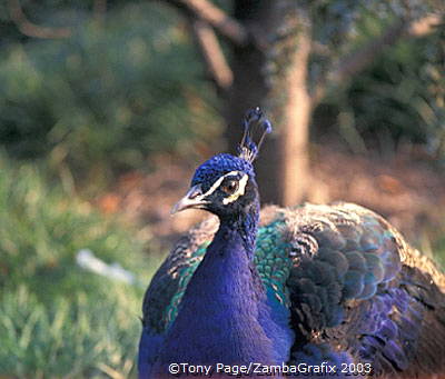 Isola Madre's beautiful birds