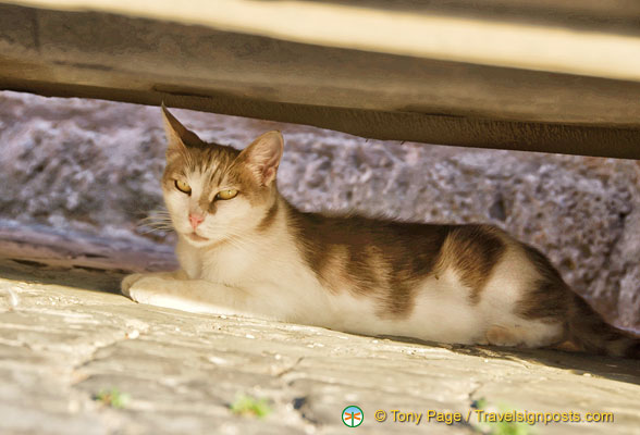 The cat and its shelter