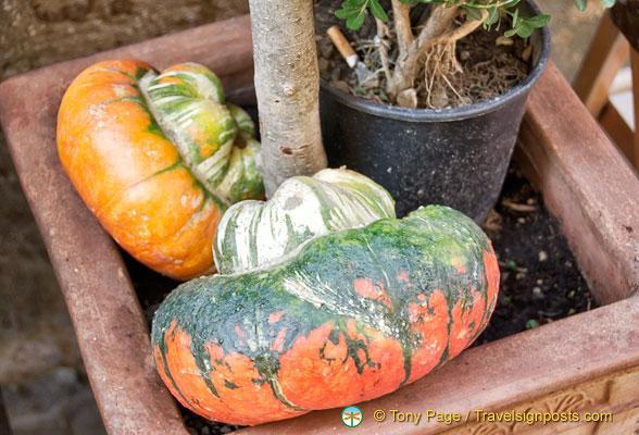 Giant pumpkins