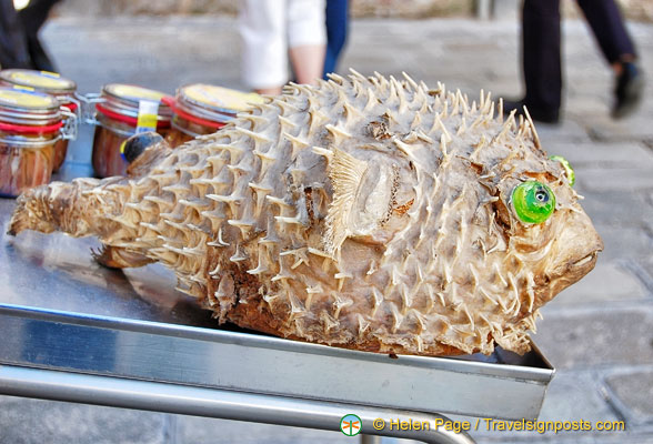 Green-eyed pufferfish