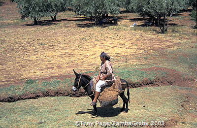 Ourika Valley and Berber Market