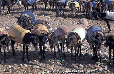 Ourika Valley and Berber Market