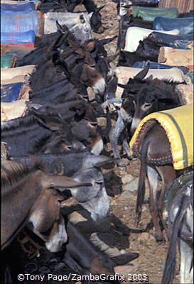 Ourika Valley and Berber Market