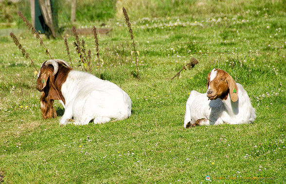 Some of the residents at Jacobs Hoeve