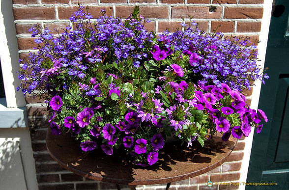 Lovely petunias