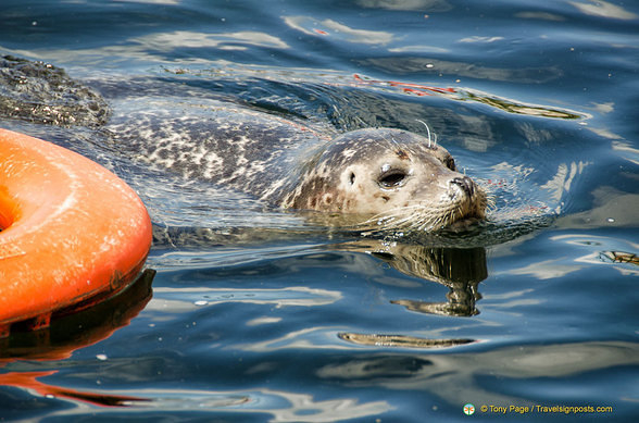 Seals having a good time