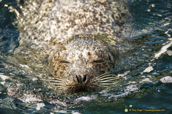 A very contented seal