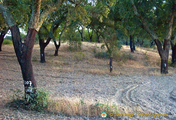 Almendres cromlech