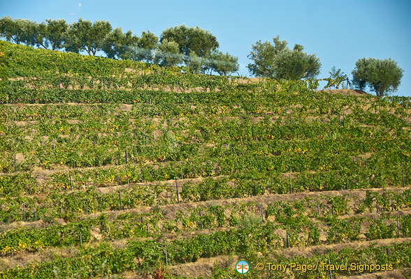 Douro valley, Portugal