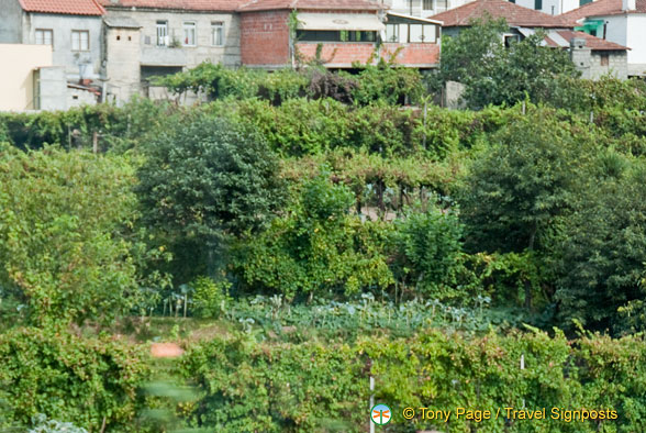 Douro valley, Portugal