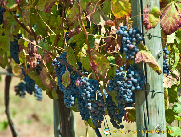 Quinta da Lixa winery, Douro, Portugal