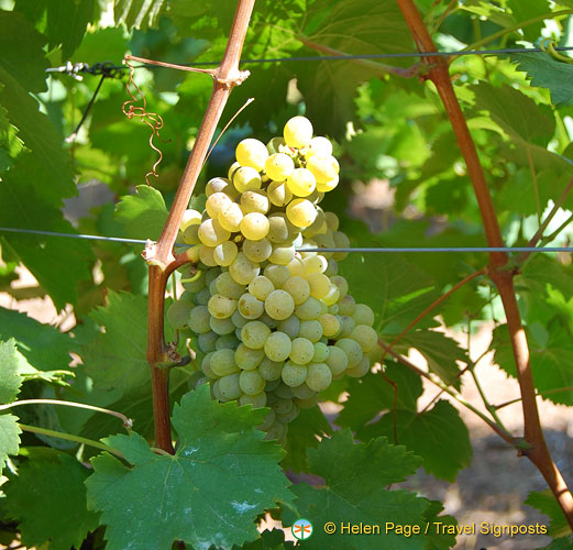 Quinta da Lixa winery, Douro, Portugal